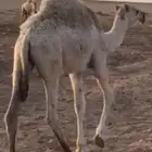 قعود للبيع الموقع الشملي