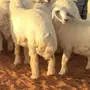 ذبايح مع الصلخ والتوصيل