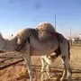 ناقه شقحاء خلفه منيحه ثنو