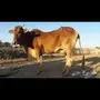 بقره خلفه 