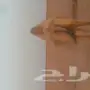 ابل للبيع  n