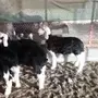 طليان نجد للبيع