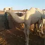 بكار وضح للبيع