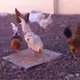 للبيع دجاج بلدي
