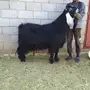 مشاريع فحول خصم 