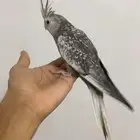 طيرين كروان اليفه و مفطومه