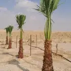 نخل القصيم نخلوطيب ومثمر على هذا الرقم