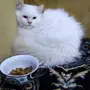 قط هملايا 