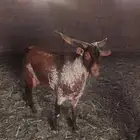 للبيع تيوس