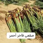 يوجد لدينا نخل للبيع بجميع انواعه ومقاساته