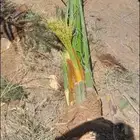 نخل عربي ونخل ملوكي وامريكي للبيع