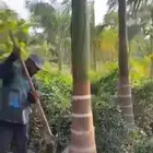 نخل عربي مثمر ونخل ملوكي زينه للبيع