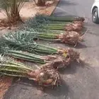نخل للبيع بجميع انواعه