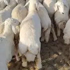 بهم ضاحية طليان و خال من المراح شحم ولحم