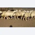 ضان حريات حرش صنف الصنف 80دفيييع عل ولدها شرط