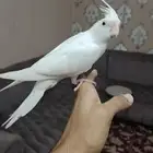 كروان اليف هدد نشيبه و مفطوم
