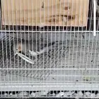 طير كروان مففود