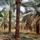 نخيل   عربي وامريكي للبيع