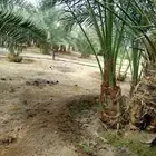 نخل عربي مثمر للبيع