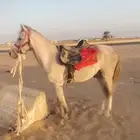 حصان للبيع الموقع تبوك التواصل على   الموقع تبوك