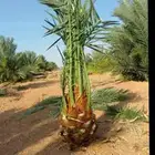 النخيل للبيع اتوصل