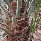 يوجد لدينا نخل للبيع بجميع انواعه ومقاساته