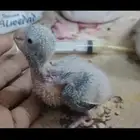 فرخ كويكر الراهب ازرق