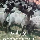 قص مكينه