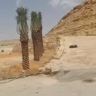 نخل عربي مطاليع من هاذي السنه وواشنطني للبيع