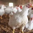 دجاج لاحم بأعلى معايير الجودة و اسعار تنافسيه