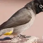 بلابل