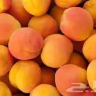 شتلات خوخ بلدي برقوق