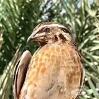 سمان بري