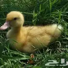 تعلن مزارع ارنوبي بفضل الله وتوفيقه عن توفر صوص بط بكيني