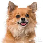 كلب شيواوا أنثى للبيع او التبني في الخبر