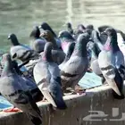 طارد حمام شب  تر يب