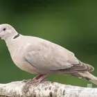 قماري هولندي