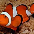 اسماك بحري للبيع