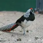 ذكر فزنت ليدي امهريست
