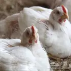 نحتاج موردين للدجاج اللاحم