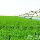 مشروع زراعة برسيم مطلوب شريك