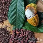 شتلات كاكاو cocao