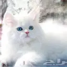 قط شيرازي لعوب محصن