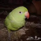 ببغاء الدوره مو اليف انتاج