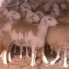 مطلوب غنم حريه او معزا ( حوليه )