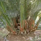 يوجد لدينا جميع انواع النخيل