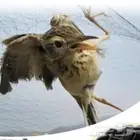 شبك عصافير