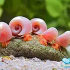 حلزون رامشورن Ramshorn snail. المياه العذبة