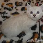 قطط بنغال سنو للحجز SNOW BANGEL