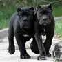 للبيع كلب Cane corso